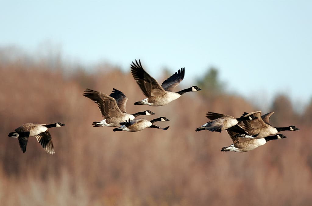 Geese migrating in Fall