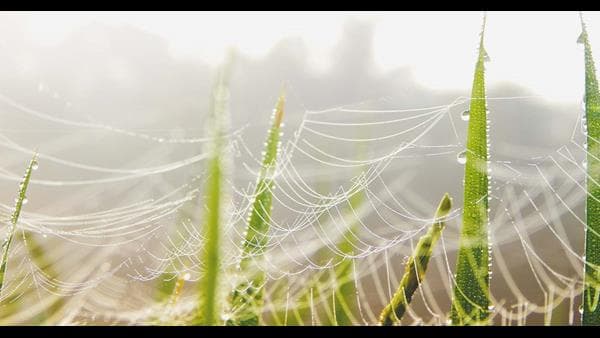 spider webs on green plants