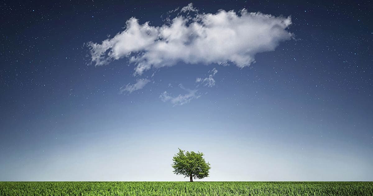 A tree in a field with a cloud floating above it