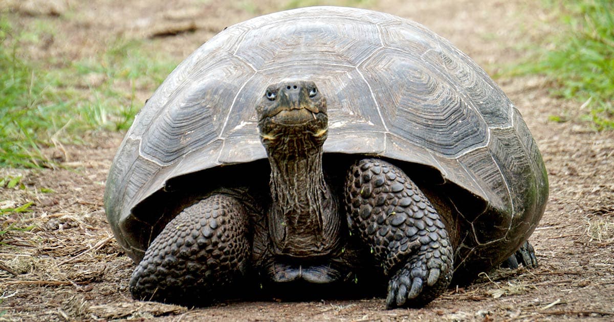 Slow website performance represented by a tortoise