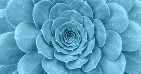 Top view of the pattern of a blue green succulent plant