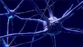 nerve cell neuron brain
